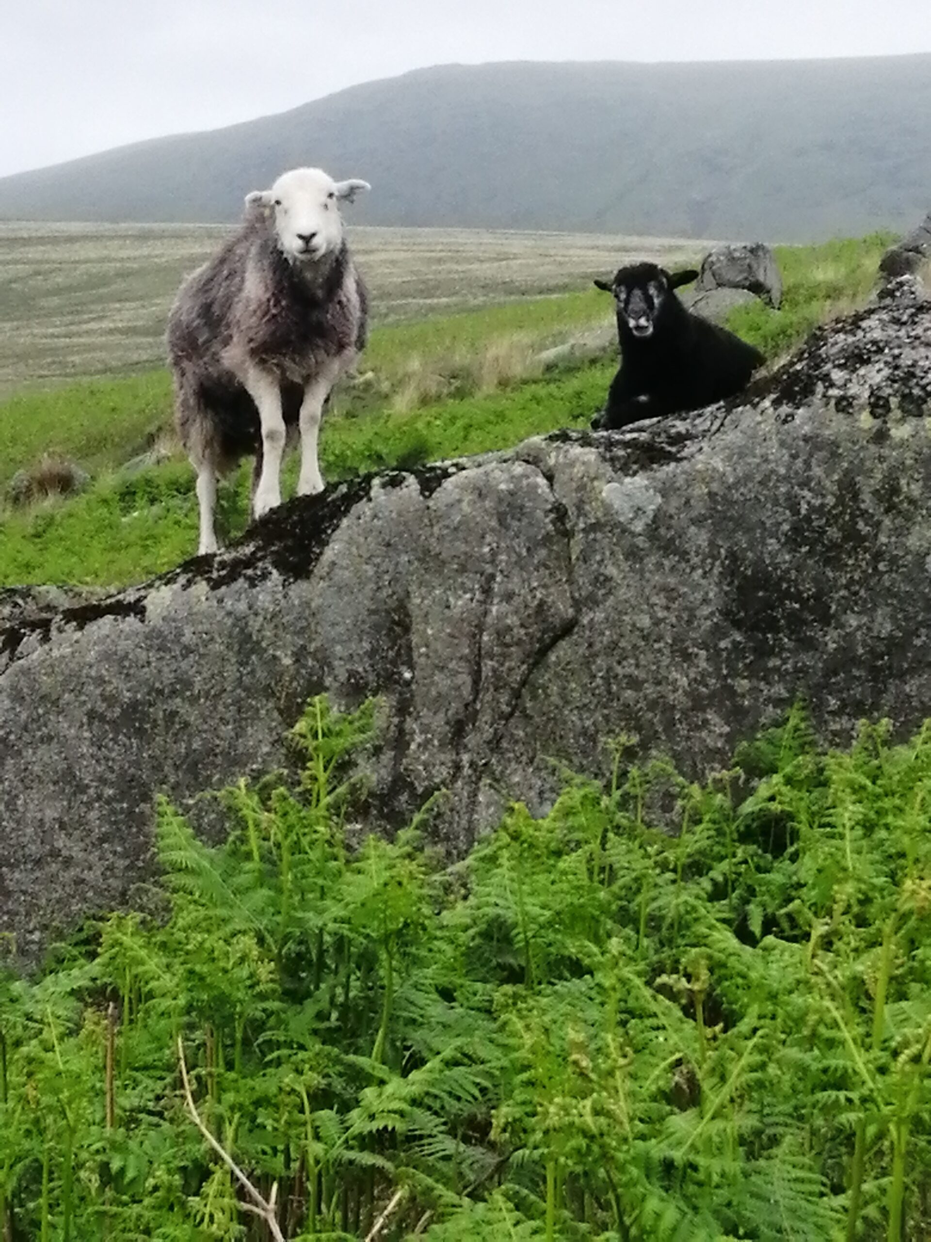 lake-sheep